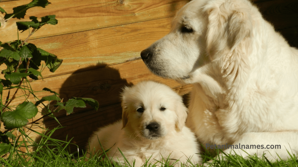 A puppy with an older dog