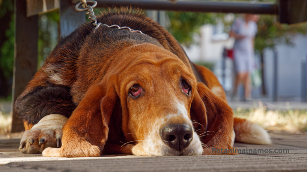 Introduce a puppy with older dog