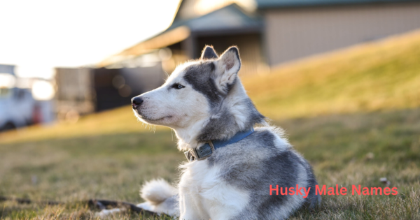 A husky male dog sitting on the ground