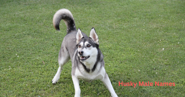 A husky male dog playing