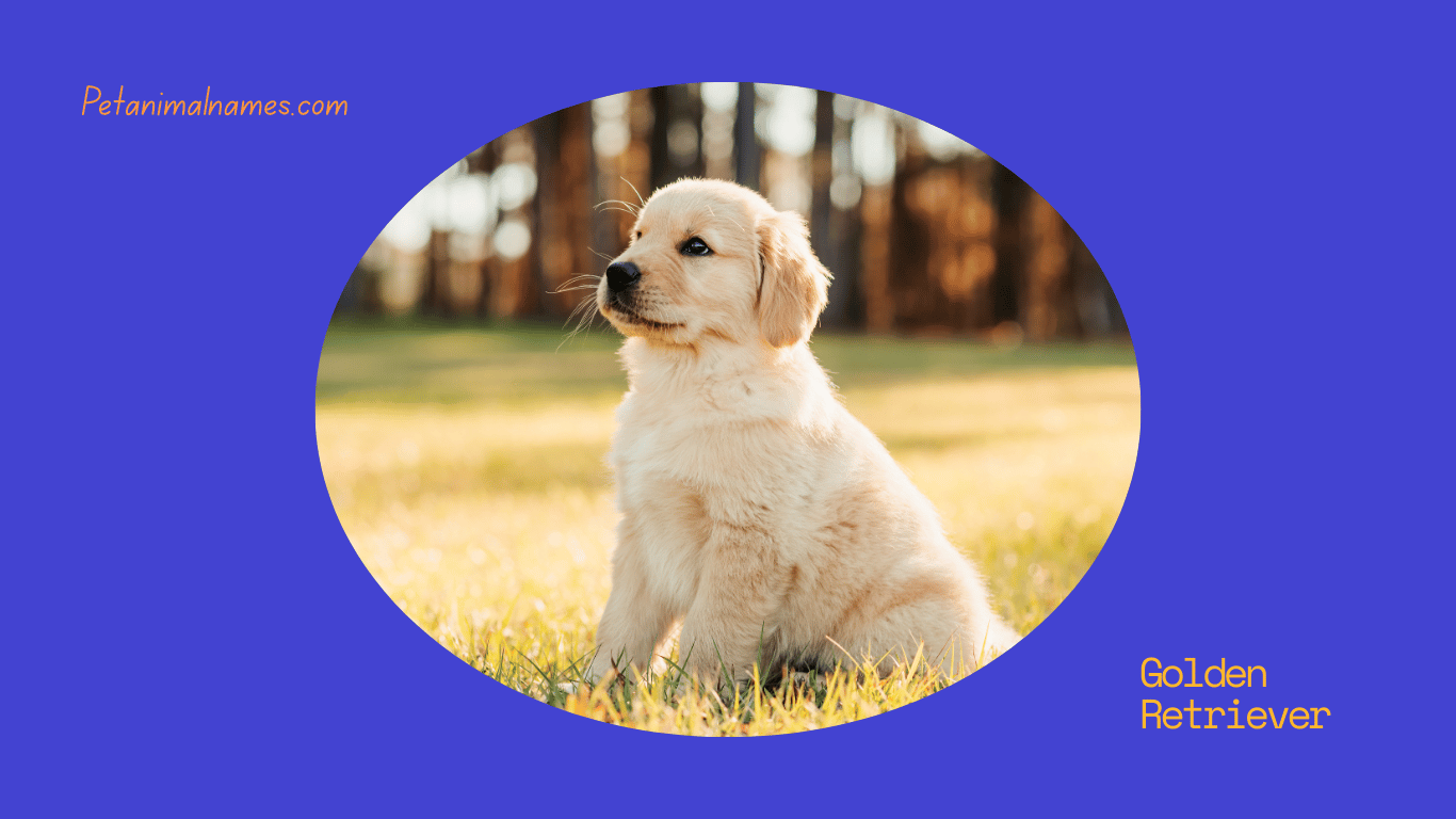 Best golden retriever dog names