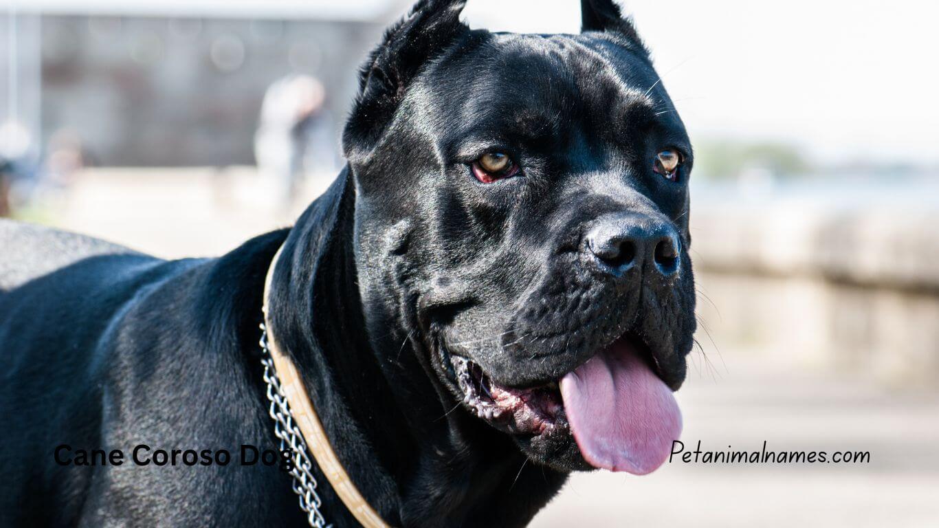 Best black cane corso dog