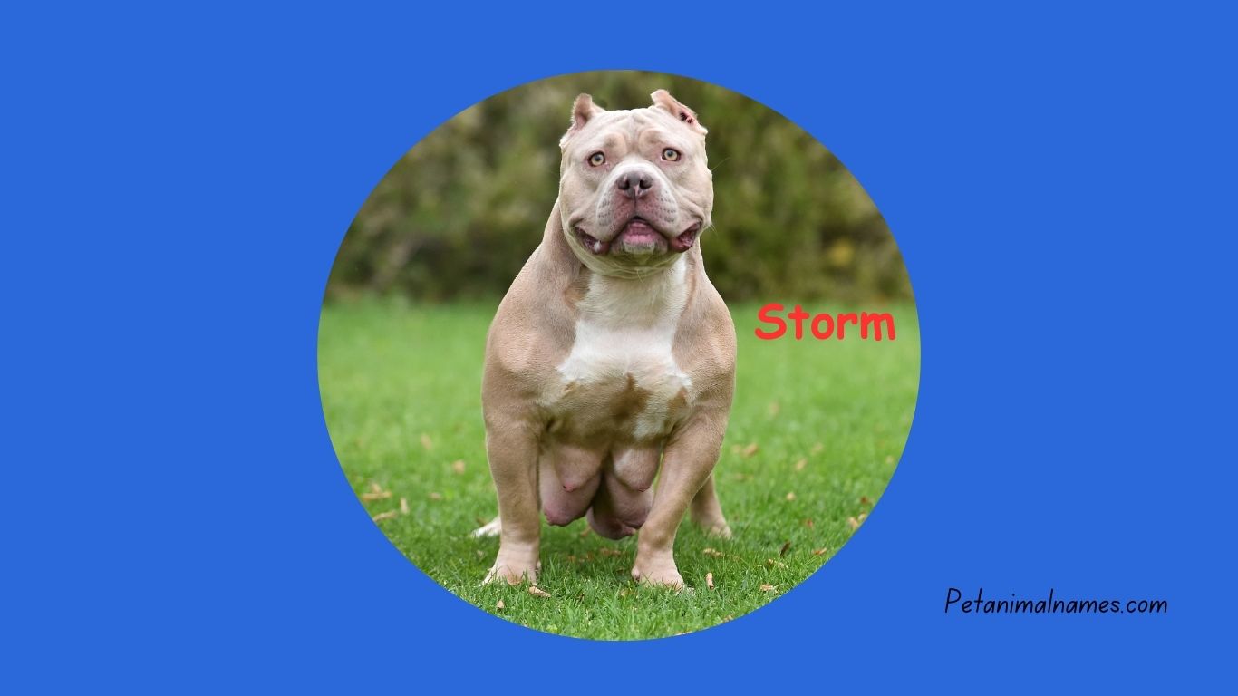 Powerful female dog names for american bully