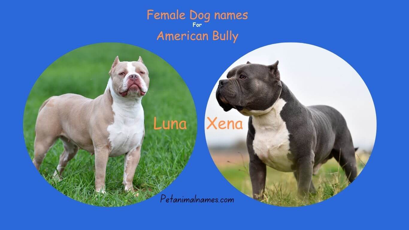 Strong female dog names for American Bully