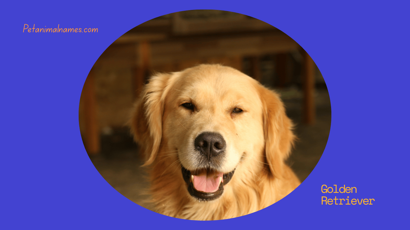 Best golden retriever male names