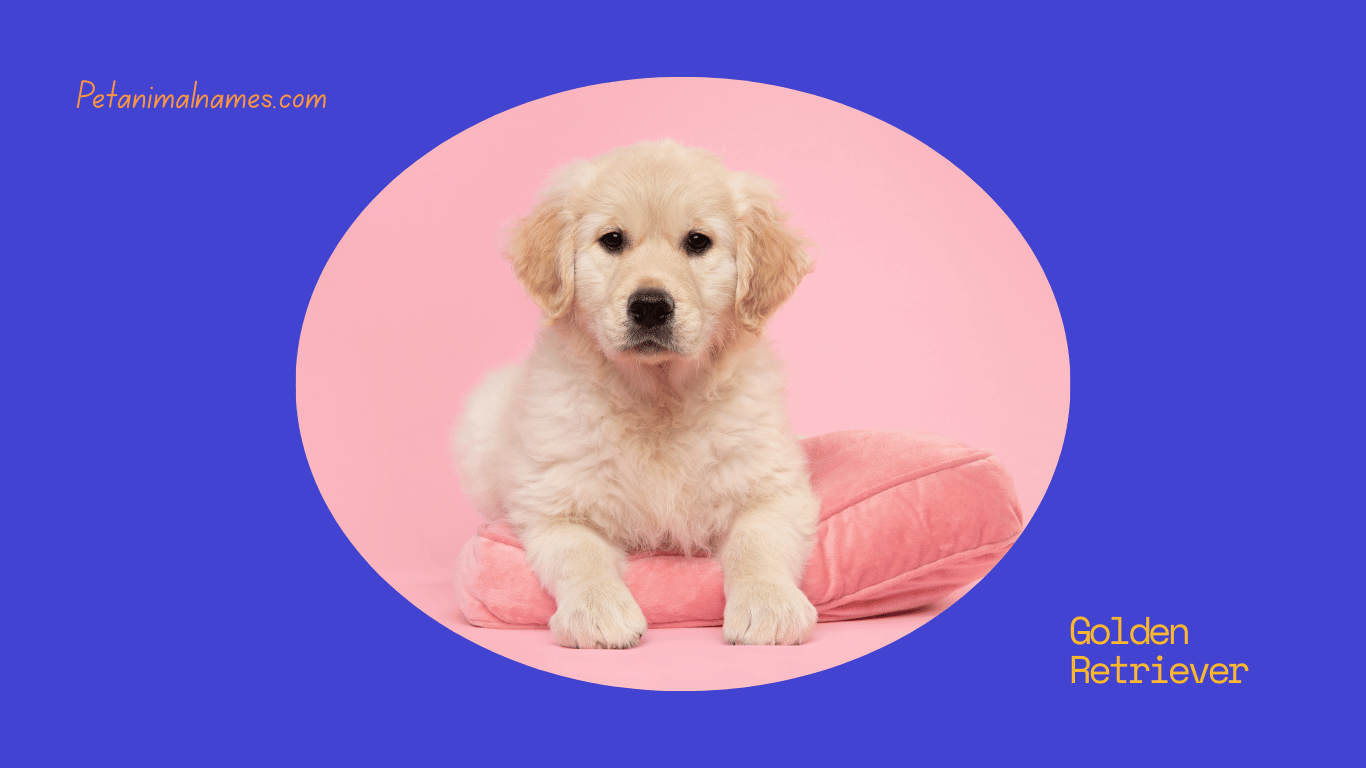 Best Golden Retriever names for male and female dogs.