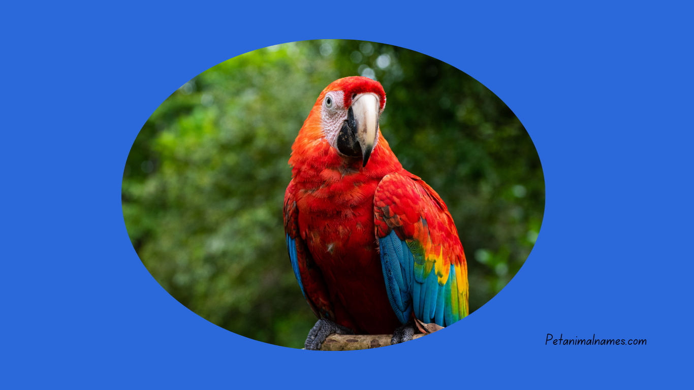 A cute parrot with a unique name idea