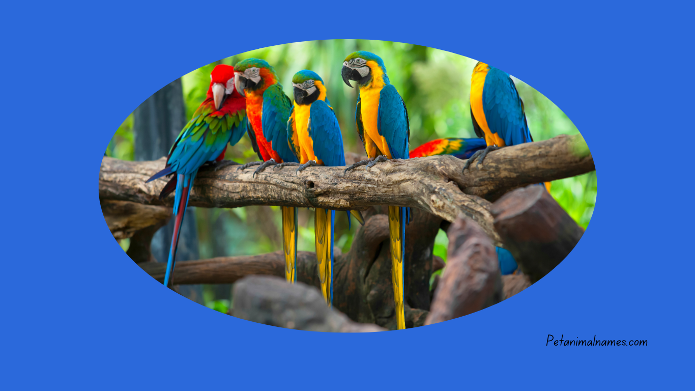 A cute parrot with a unique name idea