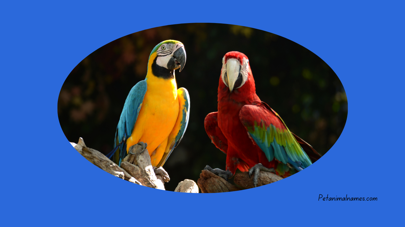 A cute parrot with a unique name idea
