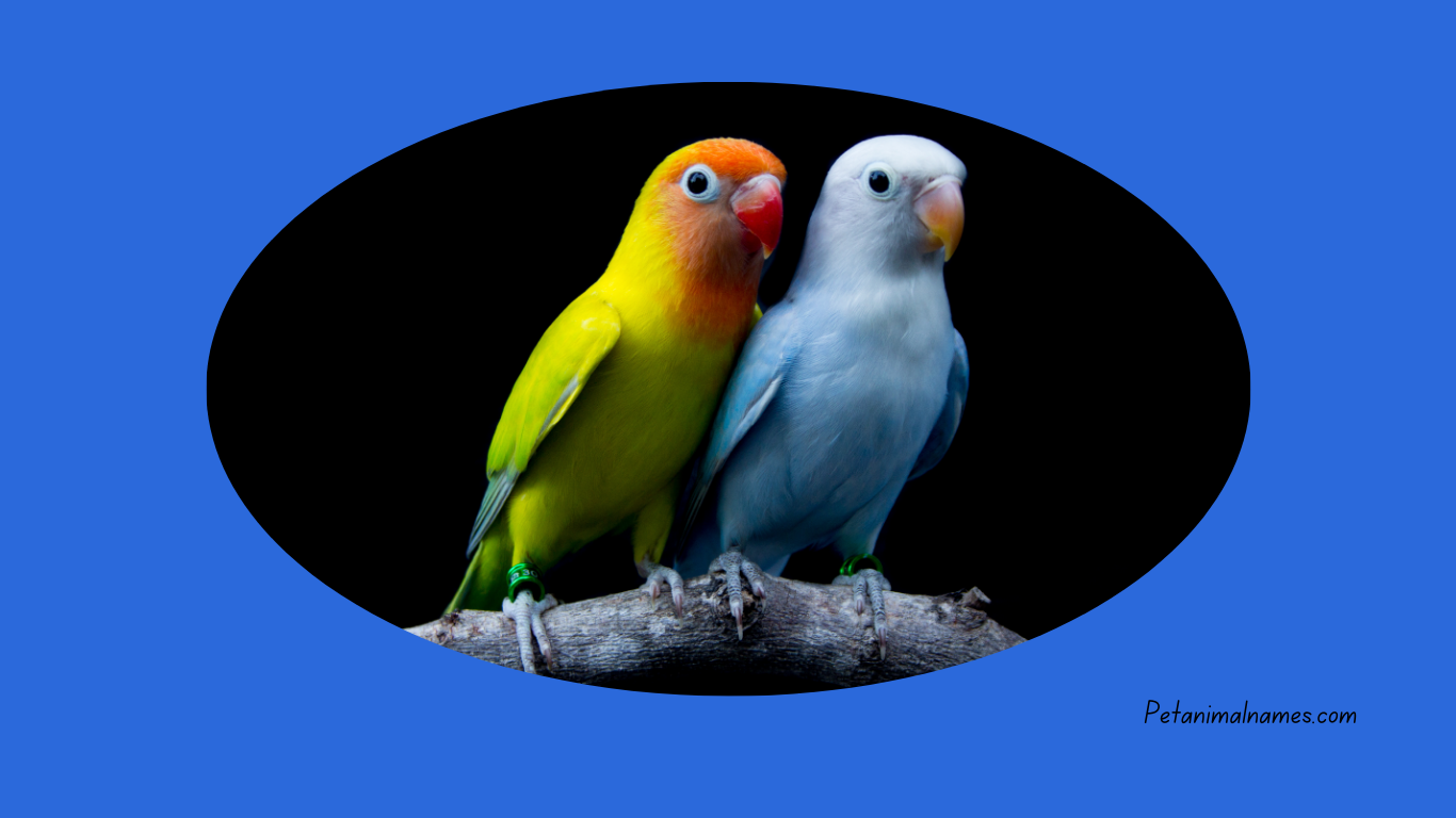 A cute parrot with a unique name idea