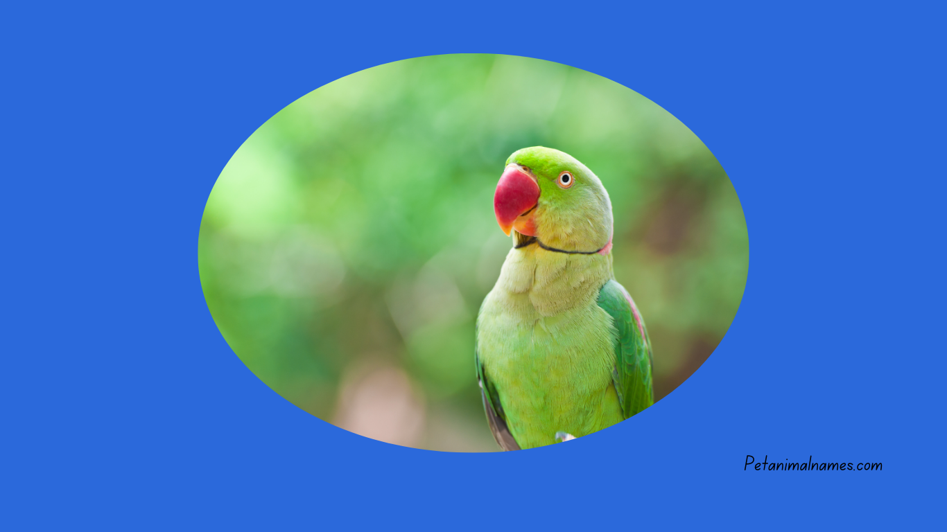 A cute parrot with a unique name idea