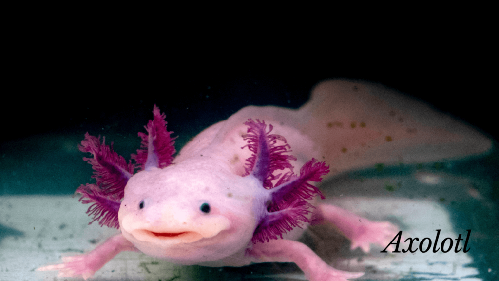 Rare Wild Animal-Axolotl