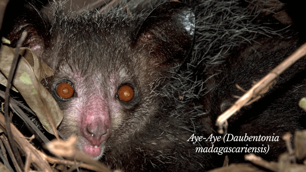 Aye-Aye (Daubentonia madagascariensis)