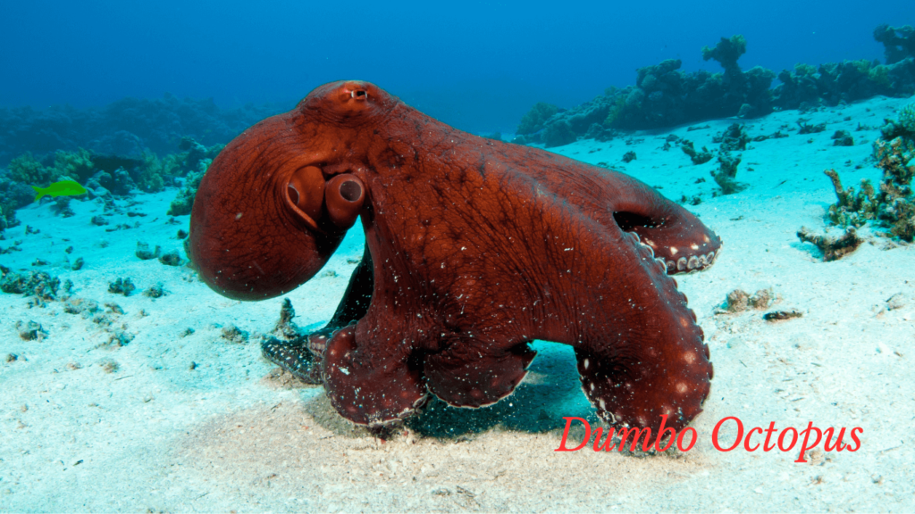 Rare Wild Animal- Dumbo Octopus