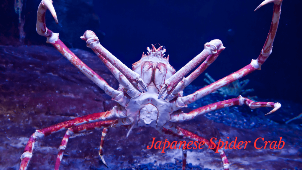 Rare Wild Animals- Japanese Spider Crab