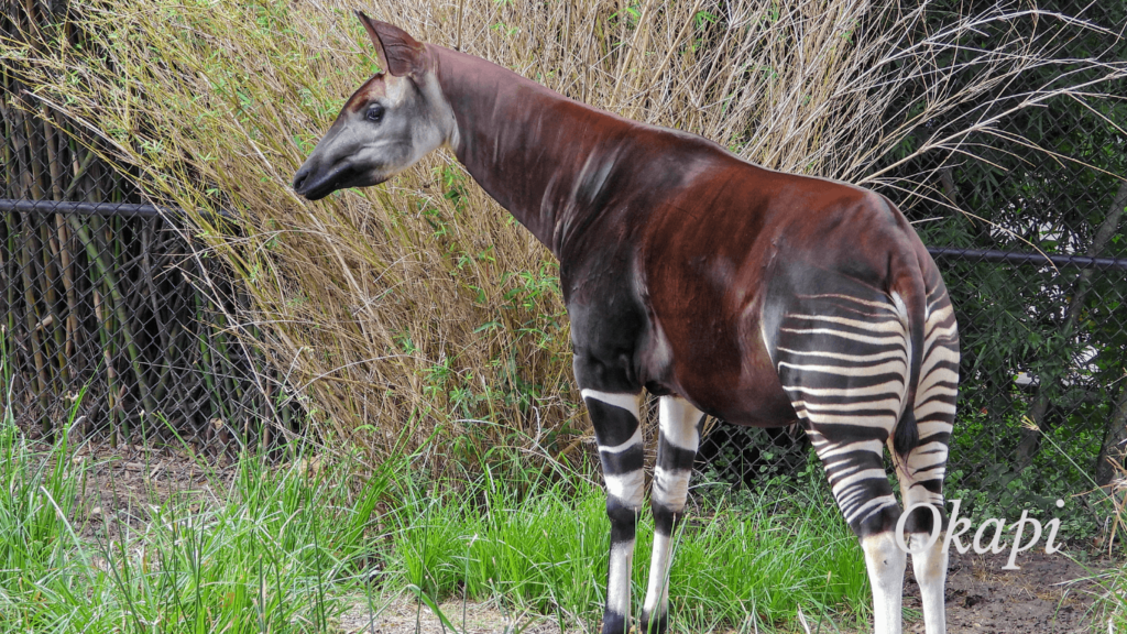 Okapi( Okapia Johnstoni)