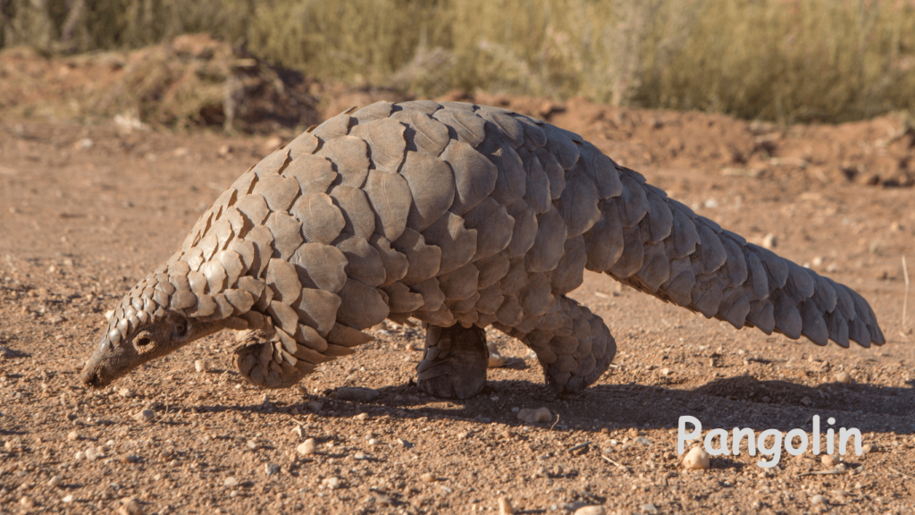 Rare Wild Animal -Pangolin