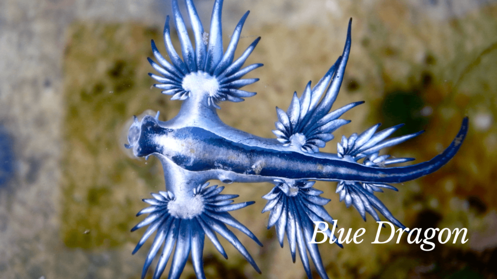 Rare Wild Animal- Blue Dragon