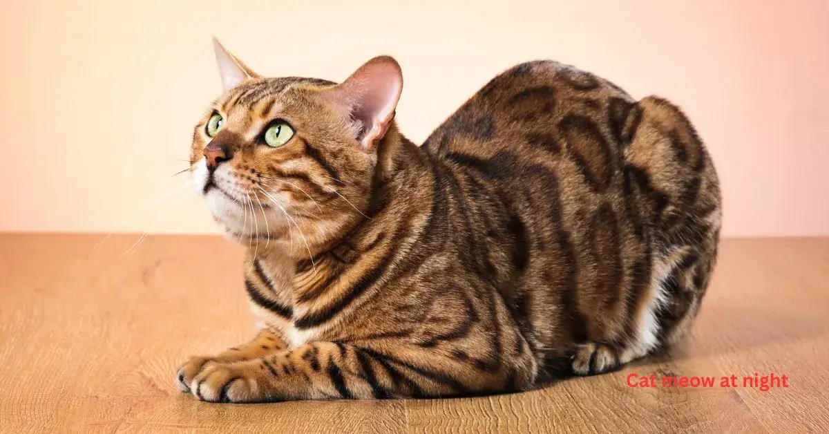 compressed_Pet Animal Names (2)