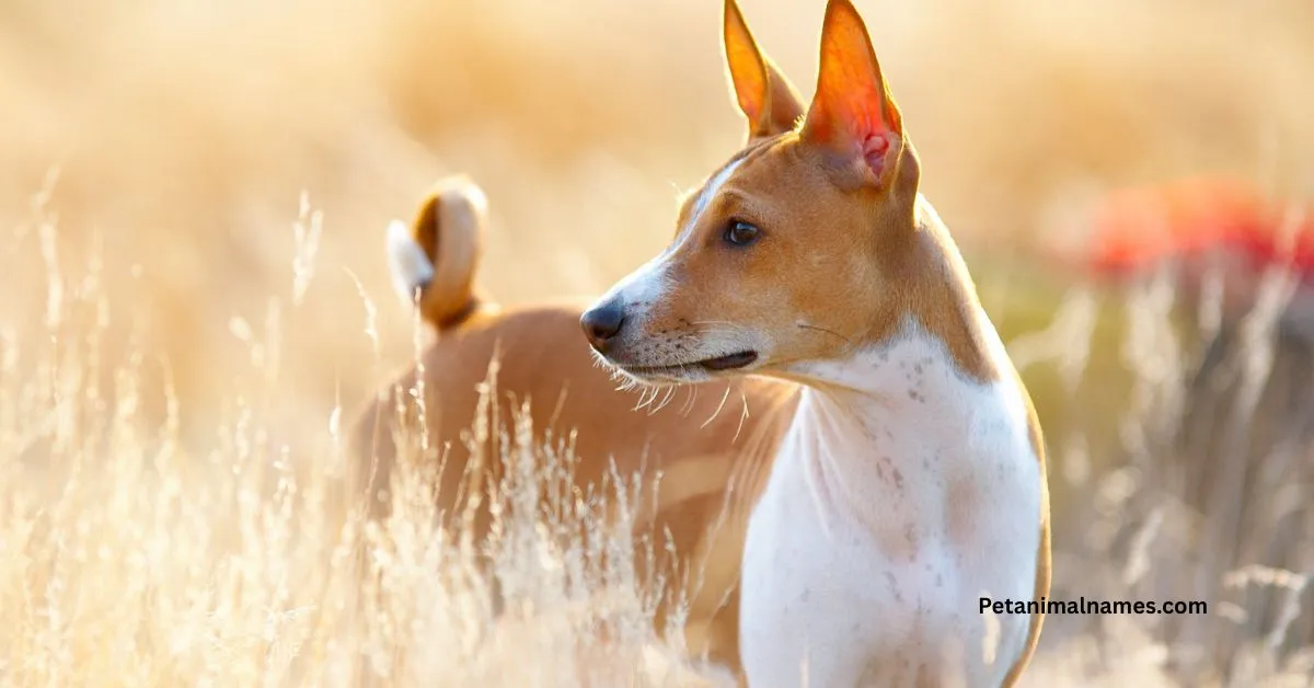 native american hunter dog