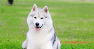 Best husky male dog